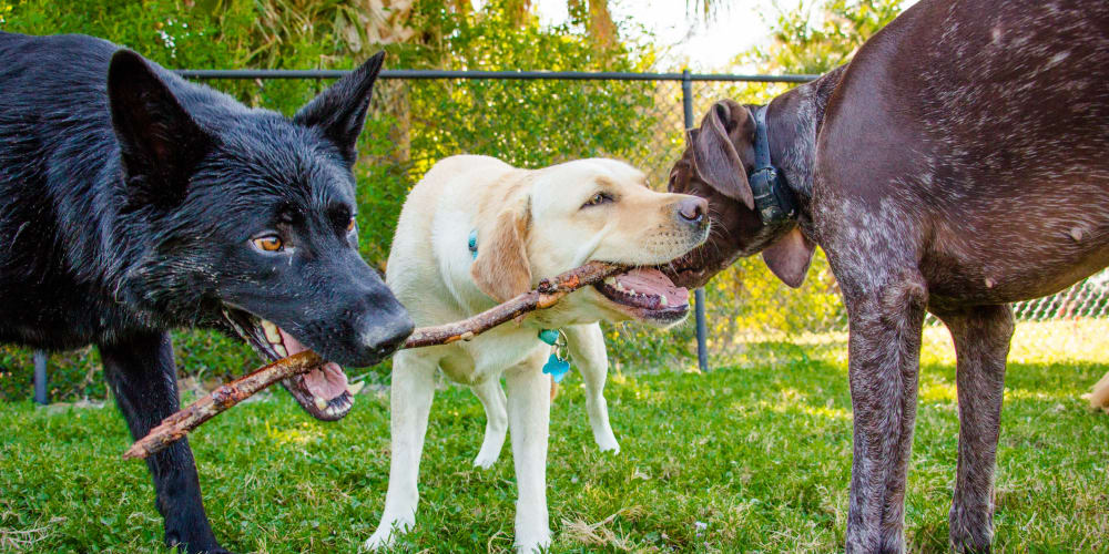 Three dogs chewing on a stick at Mosby Ingleside in North Charleston, South Carolina