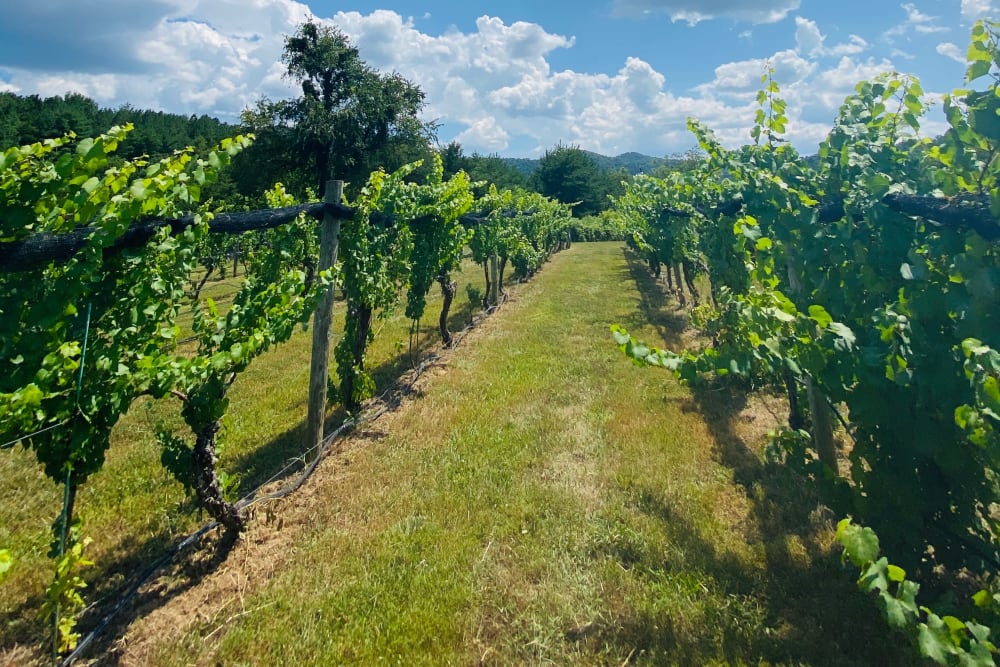 Vineyard at Carolina Gardens at Conway in Conway, South Carolina