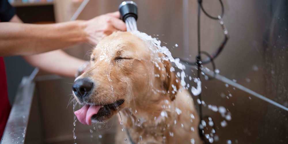 Dog having a bath near The Oliver in Charlotte, North Carolina