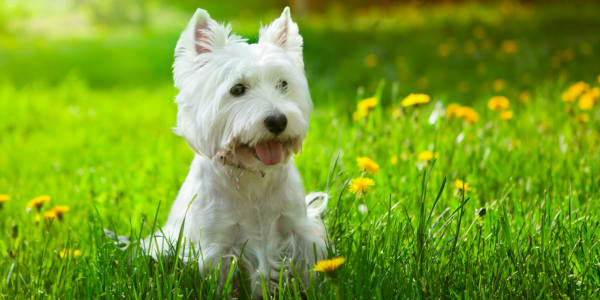 Pet friendly apartments in Santa Fe
