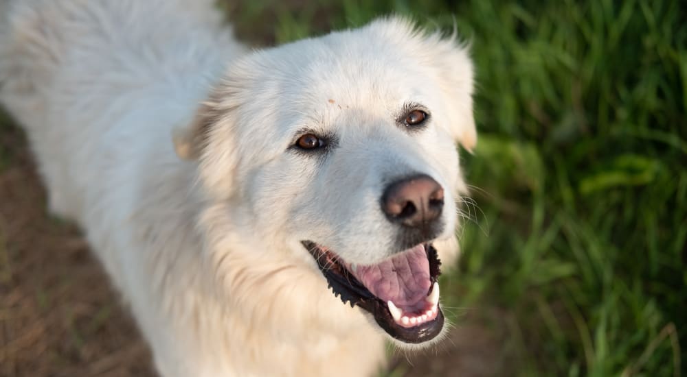 A smiling dog looking at the camera outside near Novo Westlake in Jacksonville, Florida