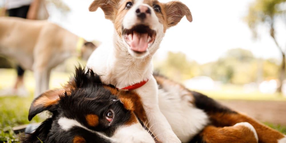 Dogs playing in the park near Bella Rose in Antioch, California