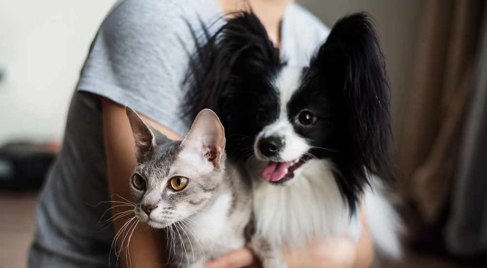 Resident with her pets at Paseo Park in Glendale, Arizona 