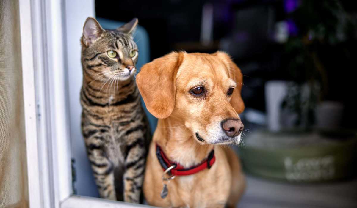 Pet friendly community at J Harbor Park at North Point in Reston, Virginia