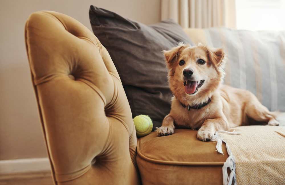 Dog relaxing on the couch at The Atrium at Victorian Square in Sparks, Nevada