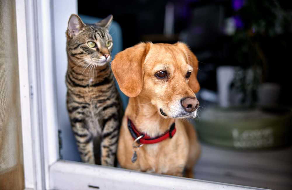 Residents pets looking out in window  at Cedar Flats in Charlotte, North Carolina