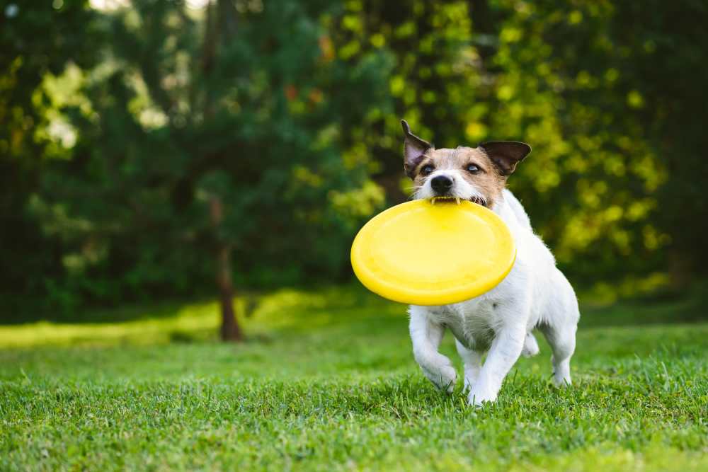 Dog playing in the dog park at The Aberdeen in Oklahoma City, Oklahoma