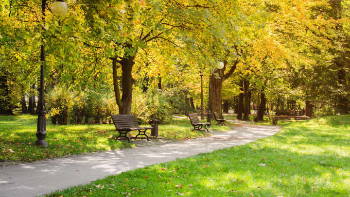Paved path with park benches surrounded by green grass and many surrounding trees | parks in Sachse