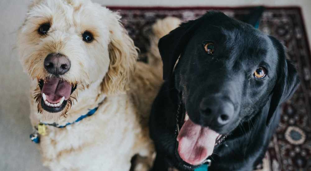 Dogs at Ninety Degrees in Phoenix, Arizona 