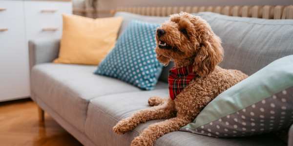 Dog laying on the couch at New Village At Hermitage in Hermitage, Tennessee