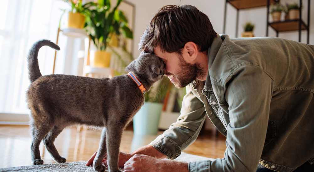 Resident playing with his cat in a living room at Clayton Gardens in Concord, California