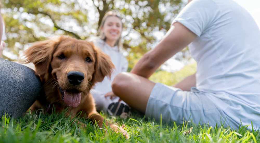 Resident playing with their pet near Fairfax Towers in West Hollywood, California