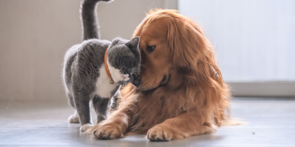 A dog and a cat meet for the first time at Olea Beach Haven in Jacksonville, Florida