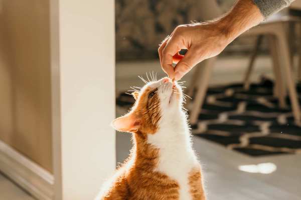 Cat of Resident having fun at  Ridgewood at Greenbrier in Greenbrier, Tennessee