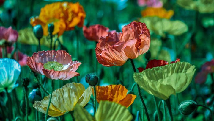 Chicago Botanic Garden Flowers