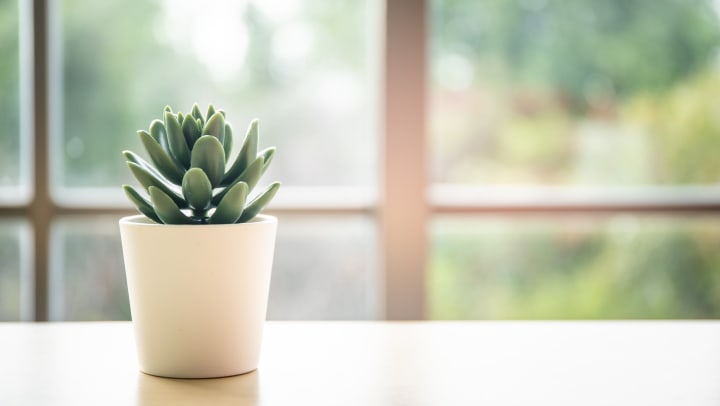 A small houseplant in a whaite pot in the foreground. A window in the background. It’s sunny outside with a lot of trees.