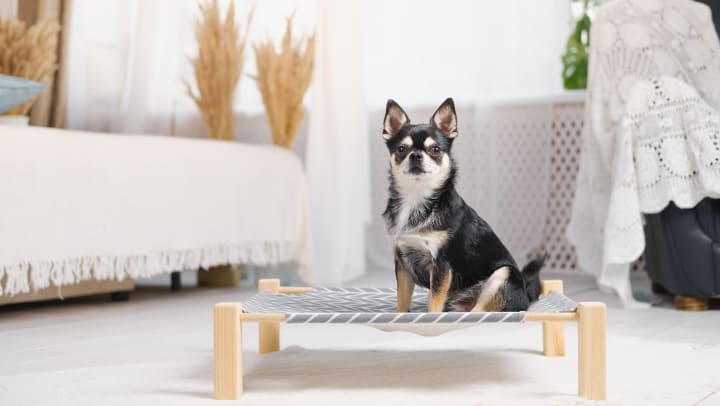 A cute little chihuahua on a dog bed in a boho-decorated bedroom.