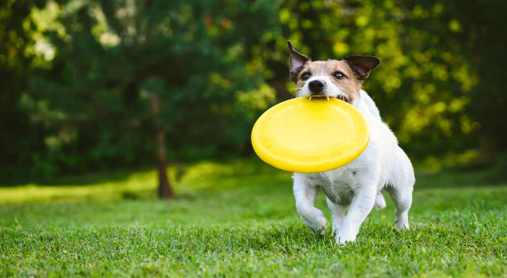 Dog playing in the park at Arbors at the Reservoir in Ridgeland, Mississippi