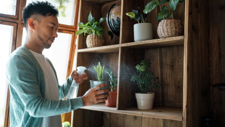 A man spraying a bottle of water on his indoor plants on a shelf