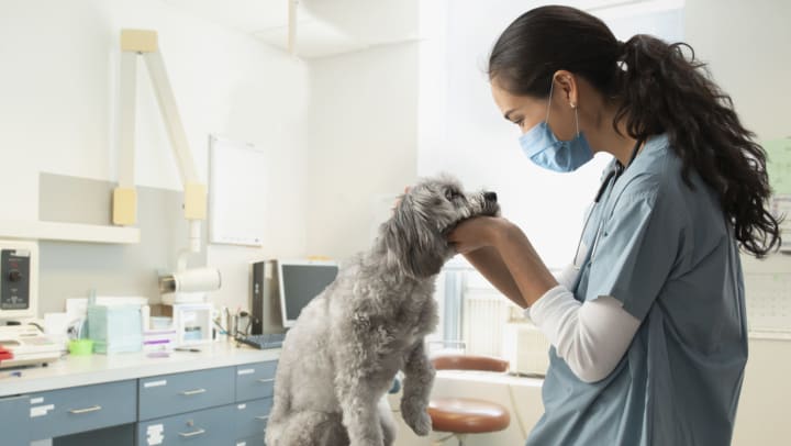 Veterinarian in scrubs examining light-gray dog in room at animal hospital.