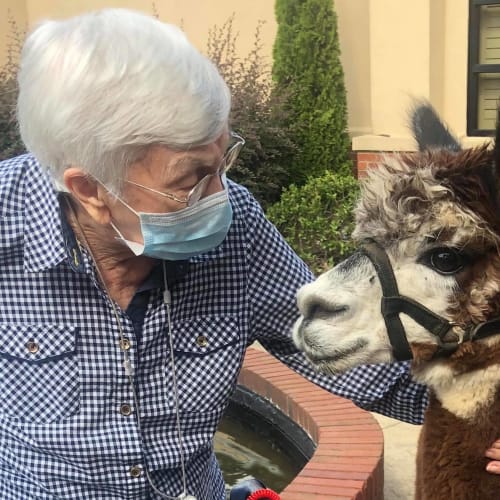 Resident petting an alpaca while a petting zoo visits Wesley Gardens in Montgomery, Alabama