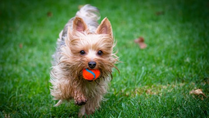 Pup running through the grass with a ball at Vistara at Santan Village in Carrollton, Texas