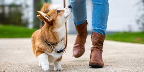 Resident taking her dog for a walk through a verdant park near Penasquitos Point in San Diego, California