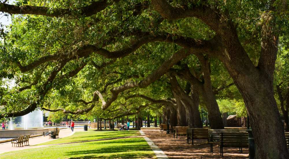 Community space with lush greenery landscape at Asheville at Spring Branch in Houston, Texas