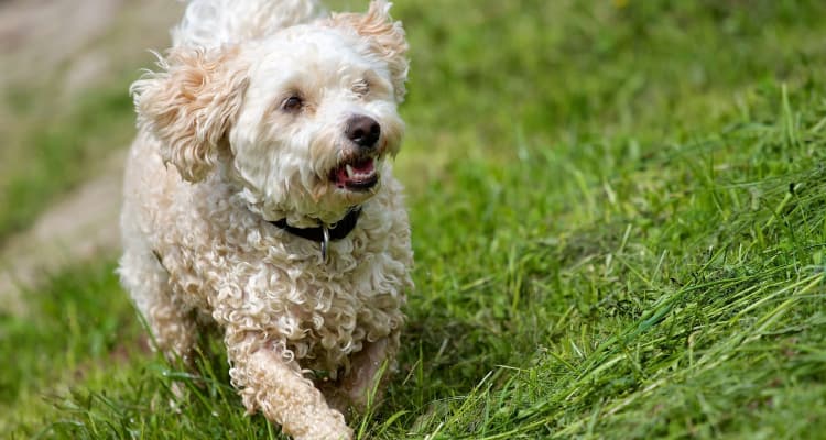 Pet friendly apartments in Norcross