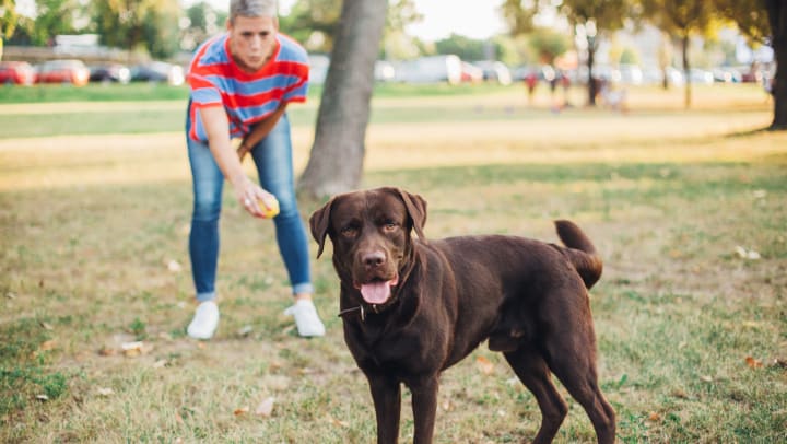 Woman playing fetch with her dog in the park