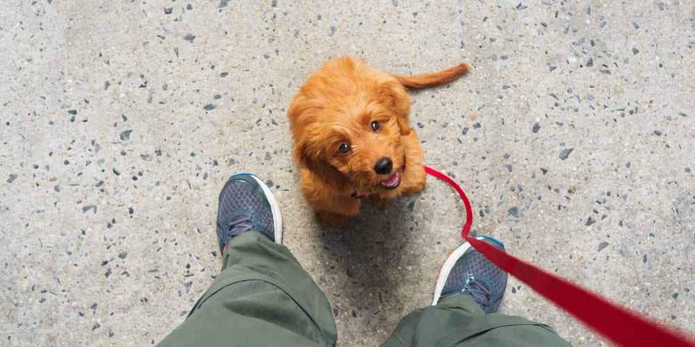Puppy ready for a walk at K Street Flats in Berkeley, California