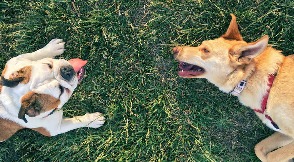 Pet-friendly community at Laurel Manor in Laurel, Maryland