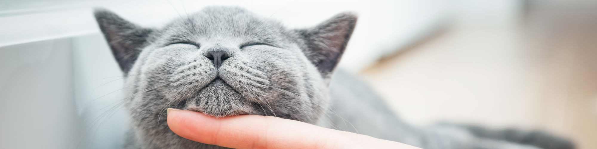 Pet Friendly | Costa Ibiza in Houston, Texas