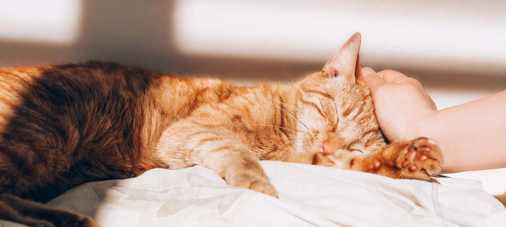 Pet Friendly at The Addison Apartments in Vancouver, Washington 