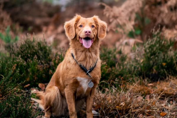 Pet friendly apartments at Elevate in Englewood, Colorado