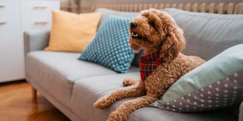 Resident's dog sitting on the couch with pillows at Hunters Run in Middleburg, Florida