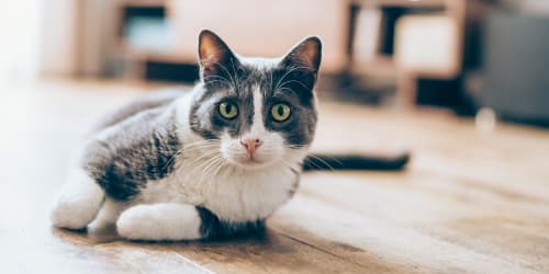 A cat in an apartment at Bella Vista in Gastonia, North Carolina