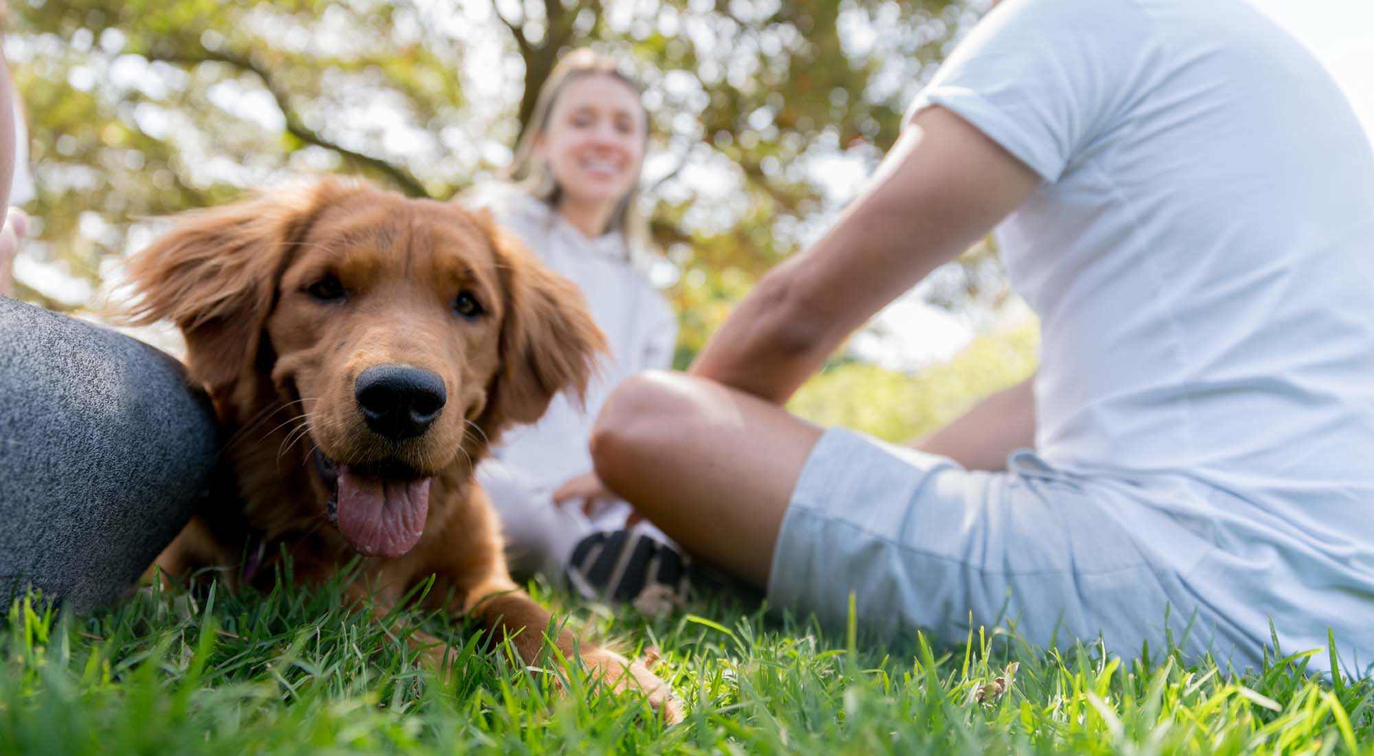 Pet Friendly | Union Court Senior Apartments and Townhomes in Kenosha, Wisconsin