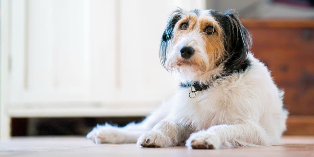 A dog sitting on the floor in a pet-friendly apartment at Coronado Springs East in Palm Springs, Florida