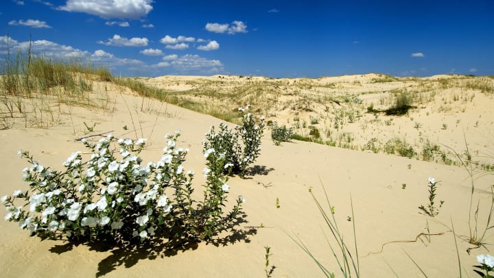 A sunny day in Monahans Sandhills State Park, Texas