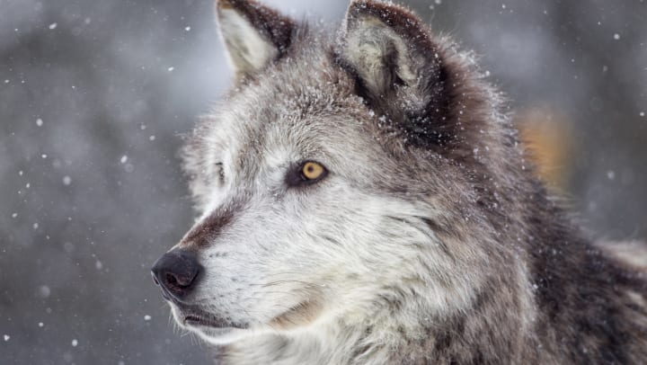 Gray wolf in winter snow