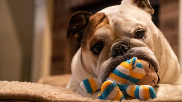 Happy pup with a new toy from a subscription service in his apartment home at Sundance Creek in Midland, Texas