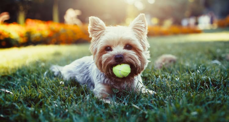 Adorable pet dog at Cascade Falls Apartments in Akron, Ohio