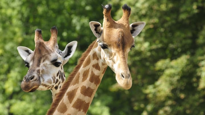 Heads of two giraffes in front of green trees