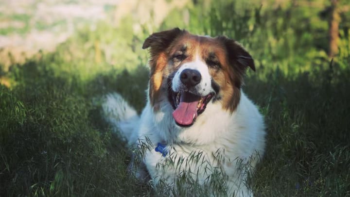 Pet of the Month