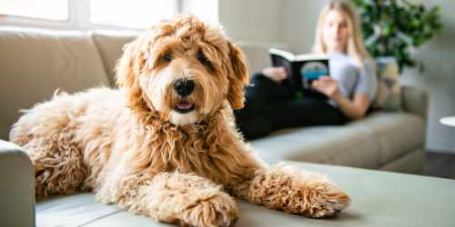 Resident taking her dog for a walk through a verdant park near Pinecrest Apartments in Fallbrook, California