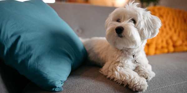 Pet-friendly at Dominion House Apartments in Nashville, Tennessee