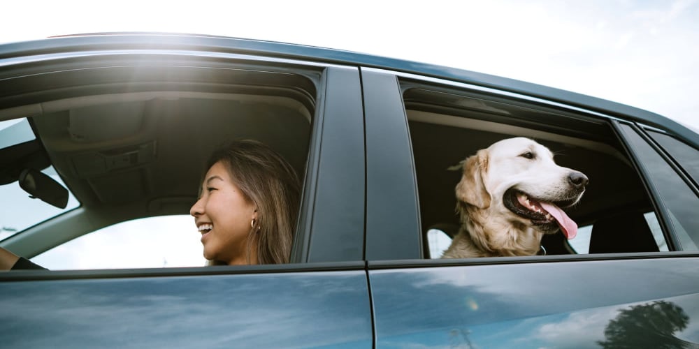 A woman out driving with her dog in the back seat near Coronado Springs East in Palm Springs, Florida