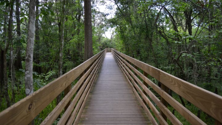 Landscape view of a boardwalk surrounded by green forest