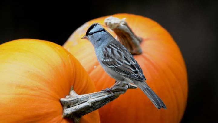 White-crowned sparrow sitting on a pumpkin stem. 